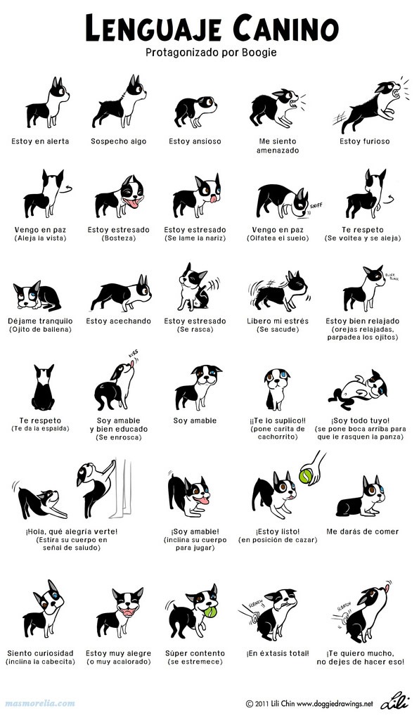 interpretacion-lenguaje-perros-infografia