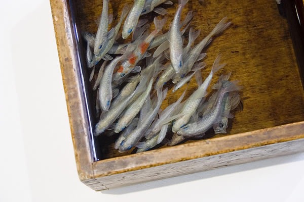 pinturas-goldfish-hiperrealistas-riosuke-fukahori-02
