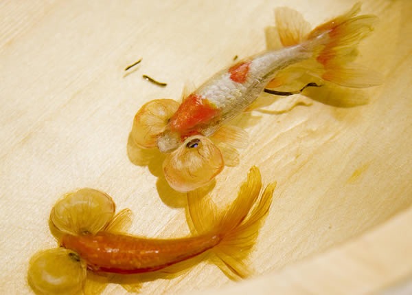 pinturas-goldfish-hiperrealistas-riosuke-fukahori-03
