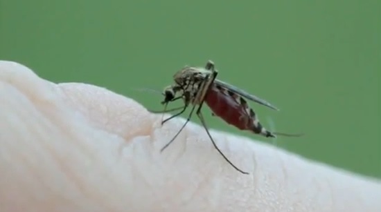 video-mosquito-chupando-sangre