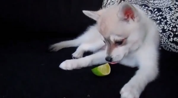 videos-graciosos-de-perritos-probando-limon